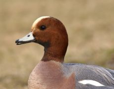 Eurasian Wigeon
