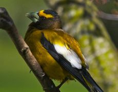 Evening Grosebeak