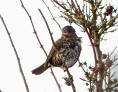 Fox Sparrow