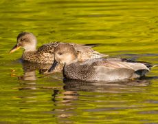 Gadwall