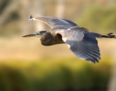 Great Blue Heron