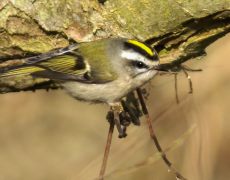 Golden-crowned Kinglet