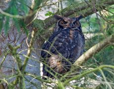 Great Horned Owl