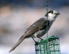 Gray Jay