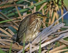 Green Heron