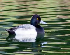 Greater Scaup