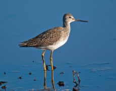 Greater Yellowlegs