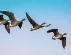 Greater White-fronted Goose