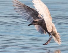 Glaucous-winged Gull