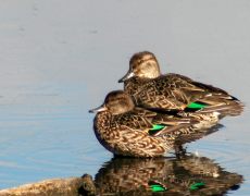 Green-winged Teal