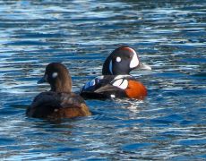 Harlequin Duck