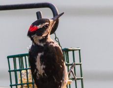 Hairy Woodpecker