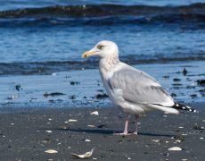 Herring Gull