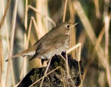 Hermit Thrush