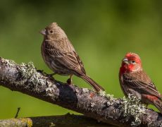 House Finch