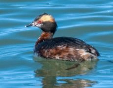 Horned Grebe