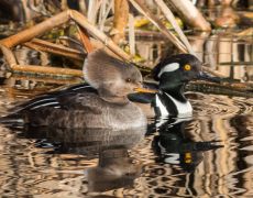 Hooded Merganser