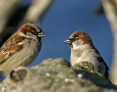 House Sparrow