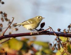 Hutton's Vireo