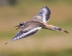 Killdeer