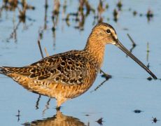 Long-billed Dowitcher