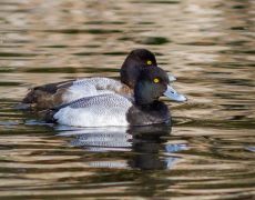 Lesser Scaup