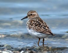 Least Sandpiper