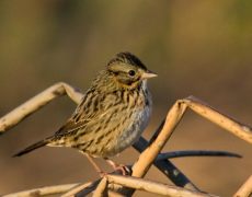 Lincoln's Sparrow