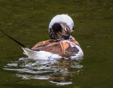 Long-tailed Duck