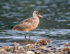 Marbled Godwit