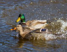 Mallard