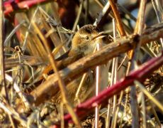 Marsh Wren