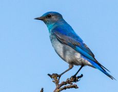 Mountain Bluebird