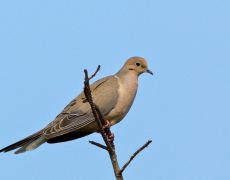 Mourning Dove