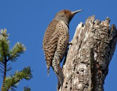 Northern Flicker