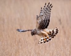 Northern Harrier