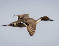 Northern Pintail