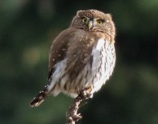 Northern Pygmy-Owl