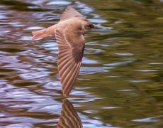 Northern Rough-winged Swallow