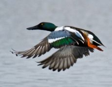 Northern Shoveler
