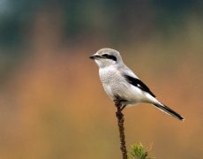 Northern Shrike