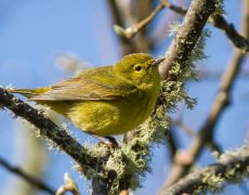 Orange-crowned Warbler