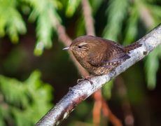 Pacific Wren