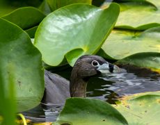 Pied-billed Grebe
