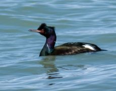 Pelagic Cormorant