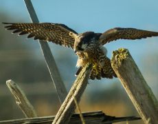 Peregrine Falcon