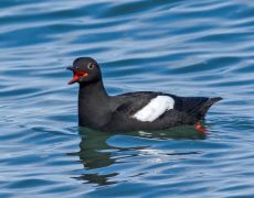 Pigeon Guillemot