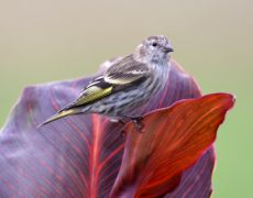 Pine Siskin