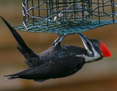 Pileated Woodpecker