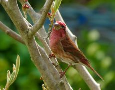 Purple Finch